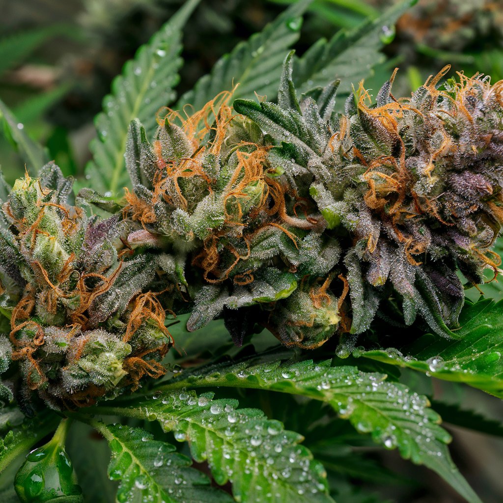 Fleur de CBD indoor riche en trichomes – L'Instant Zen CBD