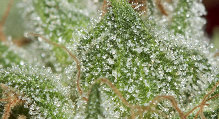 Fleur de CBD riche en terpènes – L'Instant Zen CBD