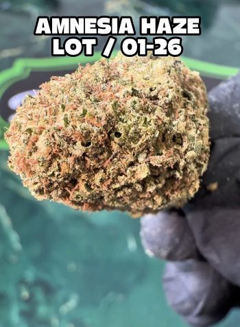 Fleur d'amnesia haze en sachet de qualité indoor